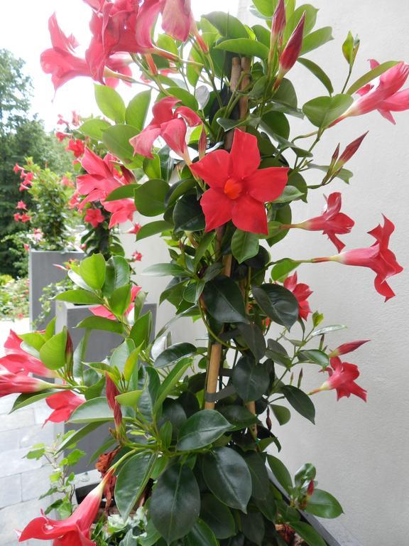 O Sixieme Sens Bed and Breakfast Williers Εξωτερικό φωτογραφία